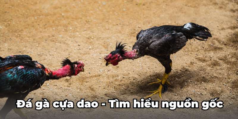 Đá gà cựa dao - Tìm hiểu nguồn gốc