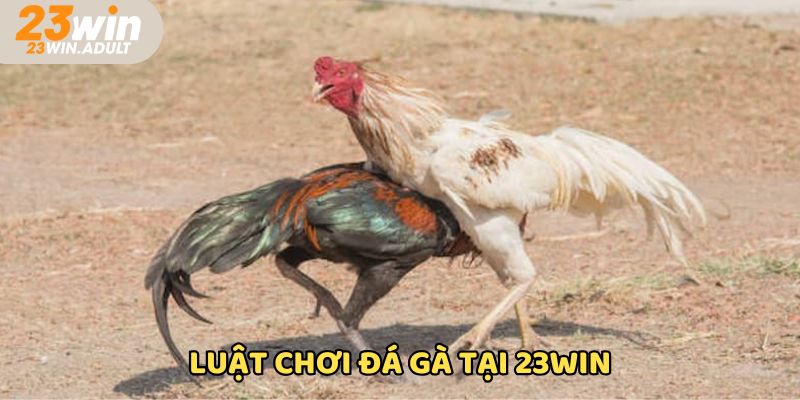 Luật chơi đá gà kubet 11 net cam kết công bằng, uy tín